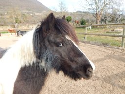 Poneys